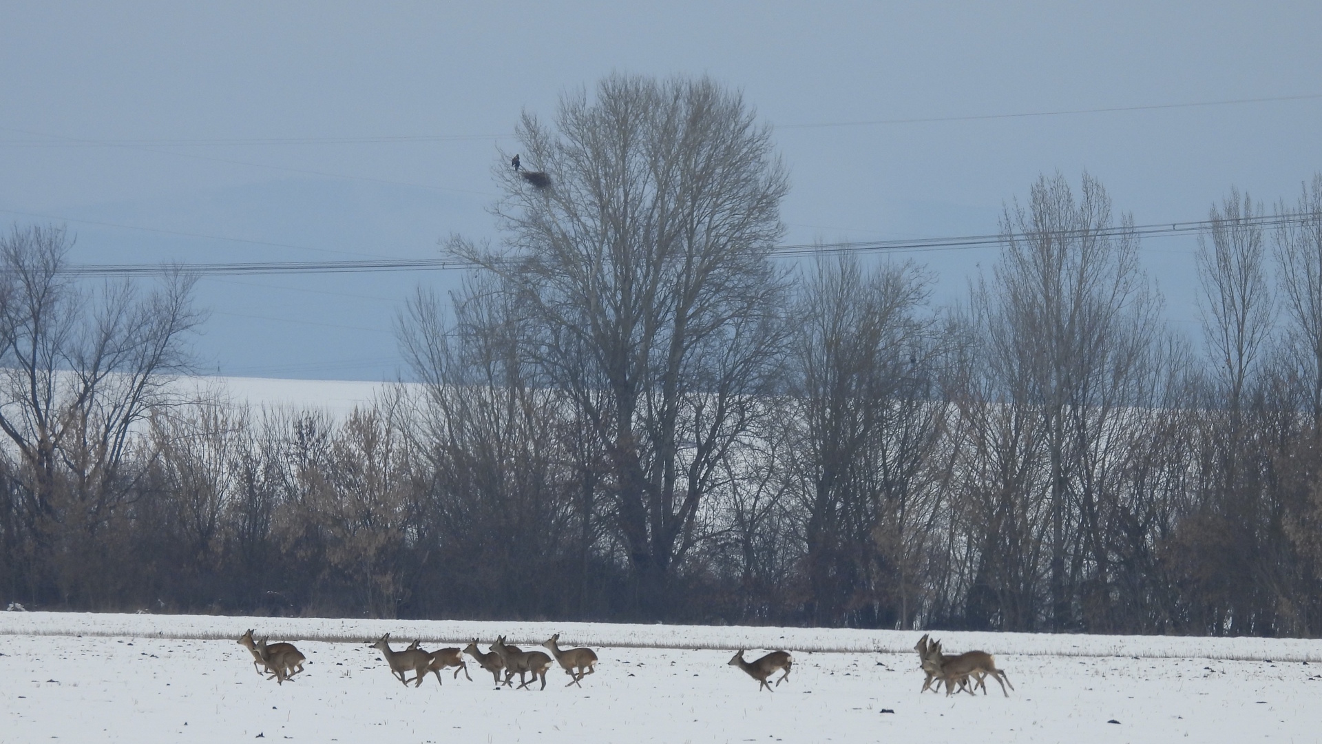 parlagi_sas_feszek_es_ozek_Sasvári János.jpg